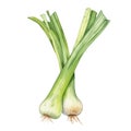 Watercolor fresh leek isolated on white background