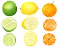 Watercolor fresh lemon, tangerine and lime set. Hand drawn botanical illustration of yellow, orange and green citrus