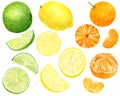 Watercolor fresh lemon, tangerine and lime set. Hand drawn botanical illustration of yellow, orange and green citrus Royalty Free Stock Photo