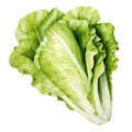 Watercolor fresh lettuce isolated on white background