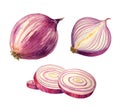 Watercolor fresh onions. Sketch of ripe vegetables. Hand drawn illustration. Design for cafe and restaurant