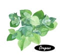 Watercolor fresh oregano sprigs Royalty Free Stock Photo