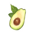 Watercolor fresh realistic avocado and leaf. Hand-drawn illustration isolated on white background.Perfect food menu