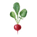 Hand painted watercolor fresh red radish with green leaves. Illustration isolated on white background