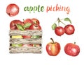 Watercolor fresh ripe apples in a wooden bushel basket, isolated. Autumn harvest clipart, apple picking illustration on white Royalty Free Stock Photo