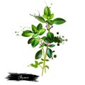 Watercolor fresh thyme isolated