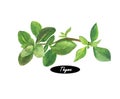 Watercolor fresh thyme on white background