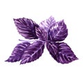 Watercolor fresh violet basil isolated