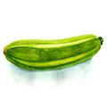 Watercolor fresh zucchini Royalty Free Stock Photo