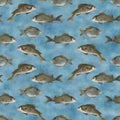 Watercolor freshwater fish seamless pattern. Hand drawn European carp, common perch, bass fish on blue water background