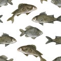 Watercolor freshwater fish seamless pattern. Hand drawn European carp, common perch and bream fish isolated on white