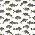 Watercolor freshwater fish seamless pattern. Hand drawn European carp, common perch and bream fish isolated on white