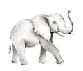 Watercolor frican elephant animal isolated on white background. Savannah wildlife cartoon zoo safari poster. Jungle