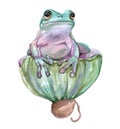 Watercolor frog animal