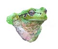 Watercolor frog animal