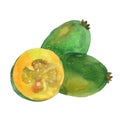 Watercolor fruit feijoa