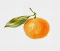 Watercolor fruit of tangerine