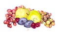 Watercolor fruits: apple, grape, cherry, plum. Watercolour