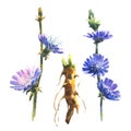 Watercolor fruits and leaves of chicory, Cichorium.