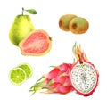 Watercolor fruits set: guava, kiwi, lime, pitaya