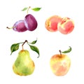 Watercolor fruits set: plum, peach, pear, apple