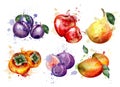 Watercolor fruits set Vector. Apple, plum, pear summer fruit compositions