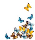Watercolor butterflyes on the white background.