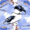 Watercolor Funny Cute Crow raven Feathers Painting illustration