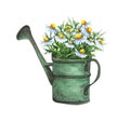 Watercolor garden illustration of chamomile flowers in the old watering can, potted plant, gardening flower.