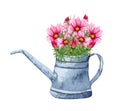 Watercolor garden illustration of cosmo flowers in the old watering can, potted plant, gardening flower.