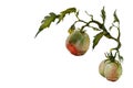 Watercolor garden vignette ripe and green tomato twig with leave