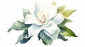 Watercolor gardenia flower. Generative AI