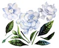 Watercolor gardenia set