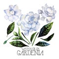 Watercolor gardenia set