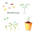 Watercolor gardening, plant growing, garden work - seeds, peas growth, seedlings, pot