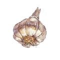 Watercolor garlic bulb