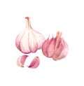 Watercolor garlic drawing