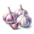 Watercolor garlic for food card decor