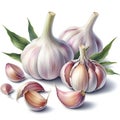 Watercolor garlic for food card decor