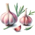 Watercolor garlic for food card decor