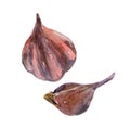 Watercolor garlic. Hand-drawn watercolor painting on a white background. Vector illustration Royalty Free Stock Photo