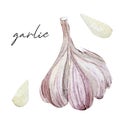 Watercolor garlic healthy food. Hand painted spices. Eco food for design menu, cook book