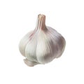 Watercolor garlic illustration isolated on white background Royalty Free Stock Photo