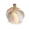 Watercolor Garlic isolated on white background. Digital art painting