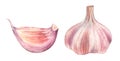 Watercolor garlic. Set of two design elements: purple whole and a small clove. Realistic botanical painting with fresh Royalty Free Stock Photo