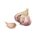 Watercolor garlic with a slice