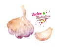 Watercolor garlic