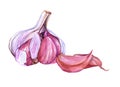 Watercolor Garlic on white