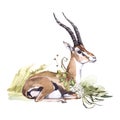 Watercolor Gazelle with flowers on grass. African animlas clipart. Royalty Free Stock Photo