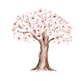 Watercolor Genealogical blossom cherry Family tree. Watercolor children's tree botanical season isolated illustration Royalty Free Stock Photo